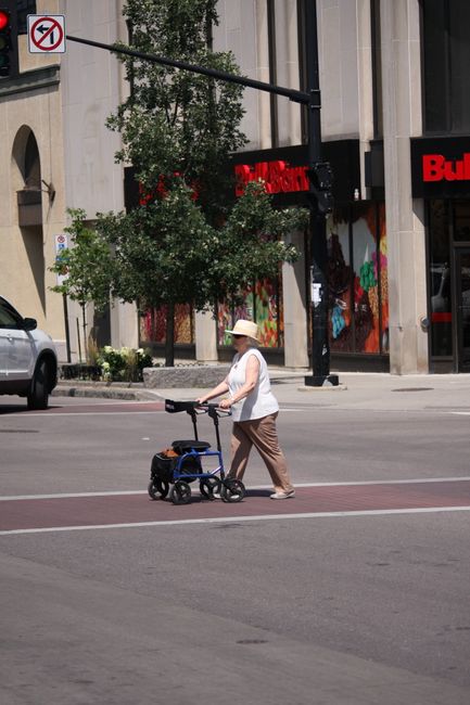 An elderly woman wearing a white hat, white sleeveless top, and brown trousers is crossing a city street using a walking frame equipped with a seat and storage bags. She is walking on a pedestrian crossing with red and white stripes, heading toward the opposite side where a tree and a building with large glass windows are visible. In the background, there are parked vehicles, a traffic light, and a black street sign overhead. The scene is well-lit with natural daylight, and the surroundings include urban elements such as road markings, street furniture, and shopfronts. This image can relate to moving or relocation activities, emphasizing accessibility and navigation in an urban environment, which is relevant to the content on removal companies' services about access issues during house removals, as discussed on the page from removalcompanieskingston.co.uk.