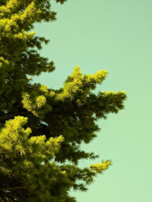 The image shows a close-up view of green pine tree branches with dense needle clusters extending outward, set against a clear, pale turquoise sky. The sunlight filters through the foliage, highlighting the vibrant green color and creating subtle shadows on the branches. This natural outdoor scene represents a typical element seen during home relocations or moving logistics where outdoor spaces and trees may be part of the property environment. The peaceful sky contrasts with the dense greenery, providing a calm background for the scene. Removal Companies Kingston might use such imagery to illustrate the exterior surroundings involved in residential moving services, emphasizing the importance of outdoor access and careful planning during packing and transportation processes. The scene is free of any human activity or moving equipment, focusing solely on the natural landscape.